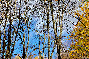 Image showing Autumn forest with blue sky