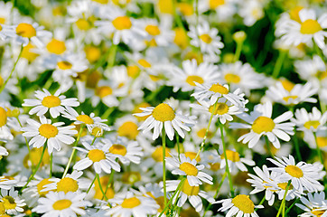 Image showing Camomile field