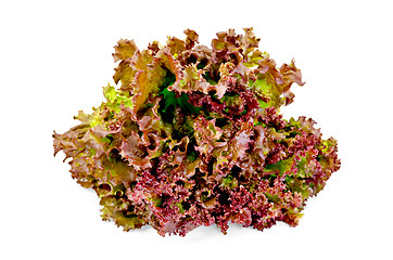 Image showing Lettuce red