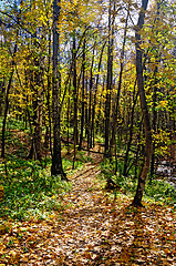 Image showing Autumn forest with a footpath