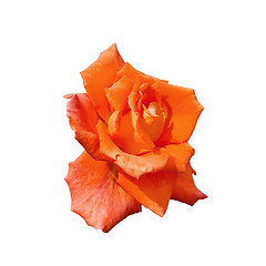 Image showing Rose orange one