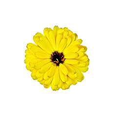 Image showing Calendula yellow terry