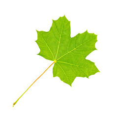 Image showing Leaf maple fresh