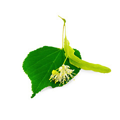 Image showing Linden flower with leaf