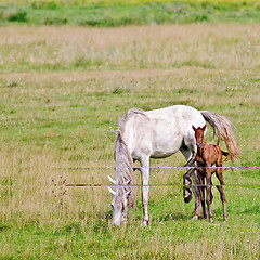 Image showing Horse white with bay foal on meadow