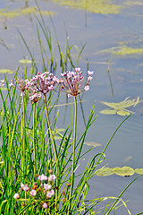 Image showing Butomus umbellatus