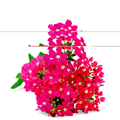 Image showing Verbena pink with leaf