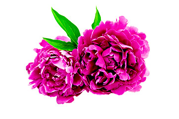 Image showing Peonies bright pink with leaf