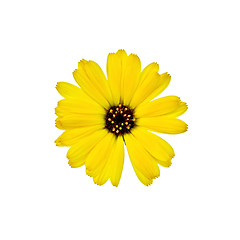 Image showing Calendula yellow with a dark core