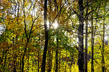 Image showing Autumn forest with sun