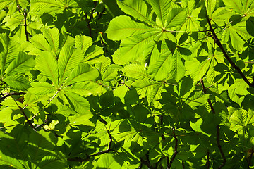 Image showing Leaves background