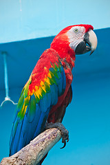 Image showing Ara parrot