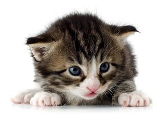 Image showing kitten