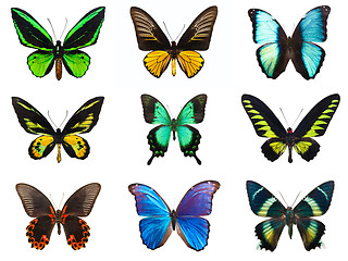 Image showing Tropical butterflies
