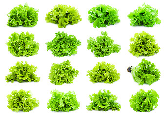 Image showing Lettuce
