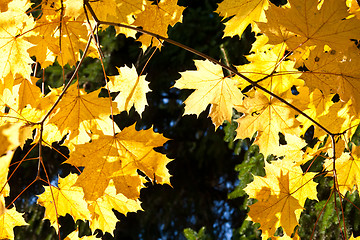 Image showing Autumn