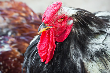 Image showing Cock