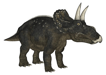 Image showing Dinosaur Diceratops