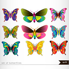 Image showing Set of different multicolored butterflies