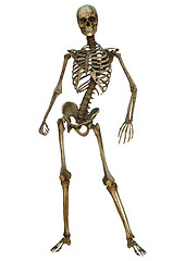 Image showing Human Skeleton