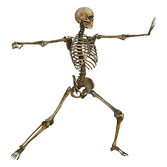 Image showing Male Skeleton