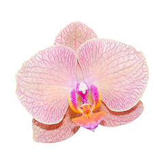 Image showing Close-up pink lilac orchid