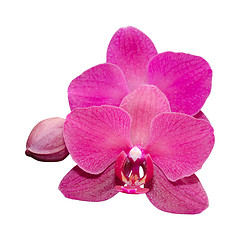 Image showing Purple orchid with bud