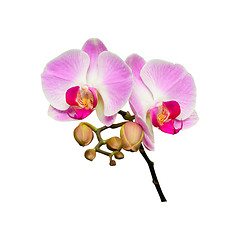 Image showing Small branch of orchids flowers with buds