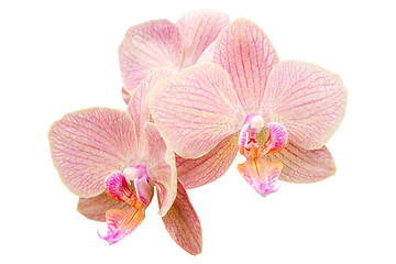 Image showing Romantic pink bunch of spring orchids