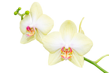 Image showing Elegant pastel beige orchid flowers small branch