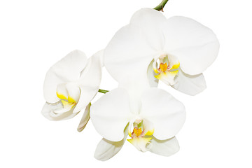 Image showing Three white orchids flowers
