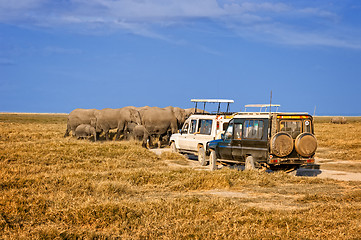 Image showing Elaphants of Amboseli