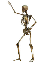 Image showing Human Skeleton