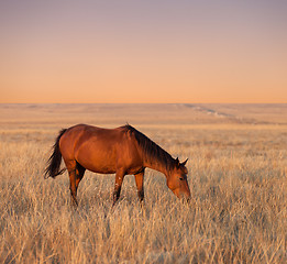 Image showing Horse grazing in evening pasture