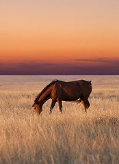 Image showing Horse grazing in pasture at sunset