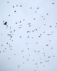 Image showing crows 