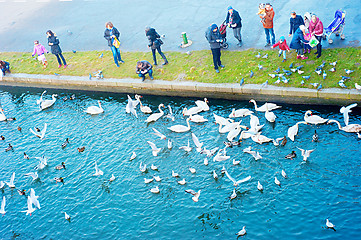 Image showing Birds feeding