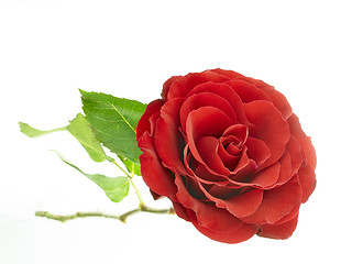 Image showing red rose