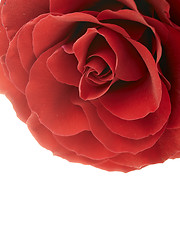 Image showing red rose