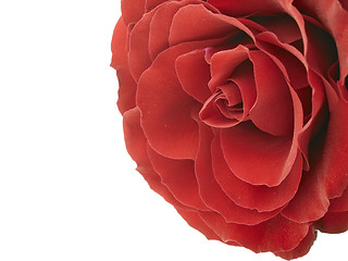 Image showing red rose