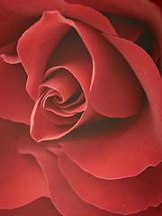 Image showing red rose