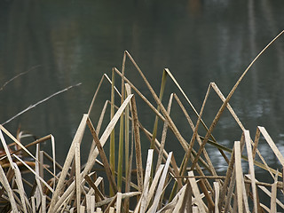 Image showing reeds in lake