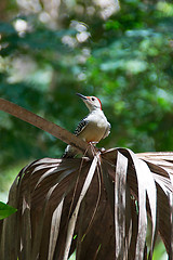 Image showing red bellied woodpecker on palm frond