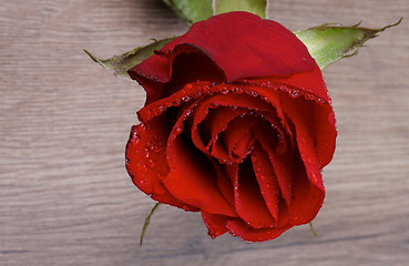 Image showing Red Rose