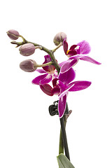 Image showing Mini Orchid