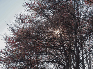 Image showing Sun behind the trees