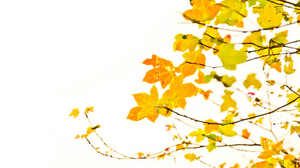 Image showing Autumn Maple Tree