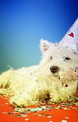 Image showing Dog party