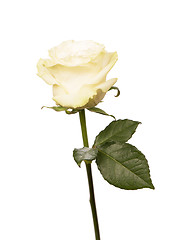 Image showing single white Rose