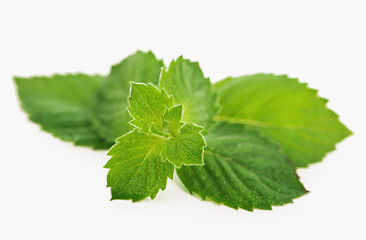 Image showing Fresh mint leaves